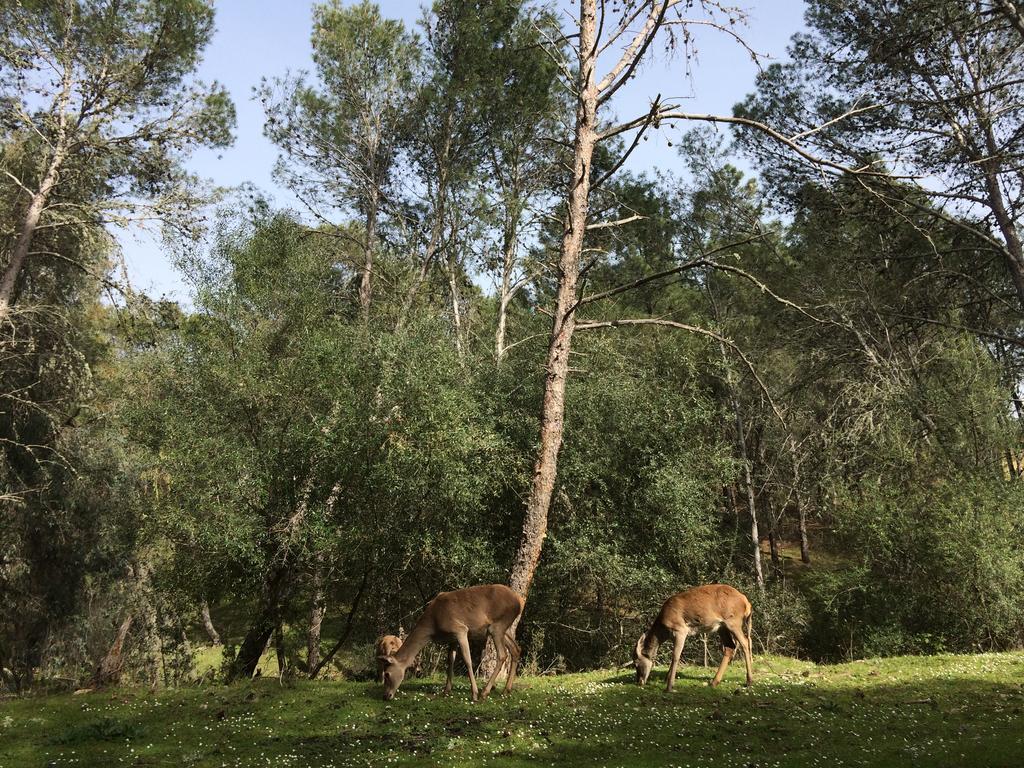 La Cerca Del Alcornoque Casa de hóspedes Casas de Belvis Exterior foto